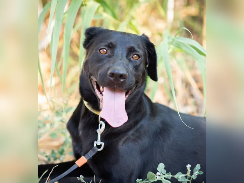 JERRY - Ein sensibler Seelenhund auf der Suche nach Sicherheit und Liebe