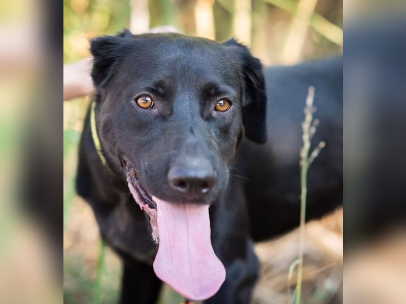 JERRY - Ein sensibler Seelenhund auf der Suche nach Sicherheit und Liebe
