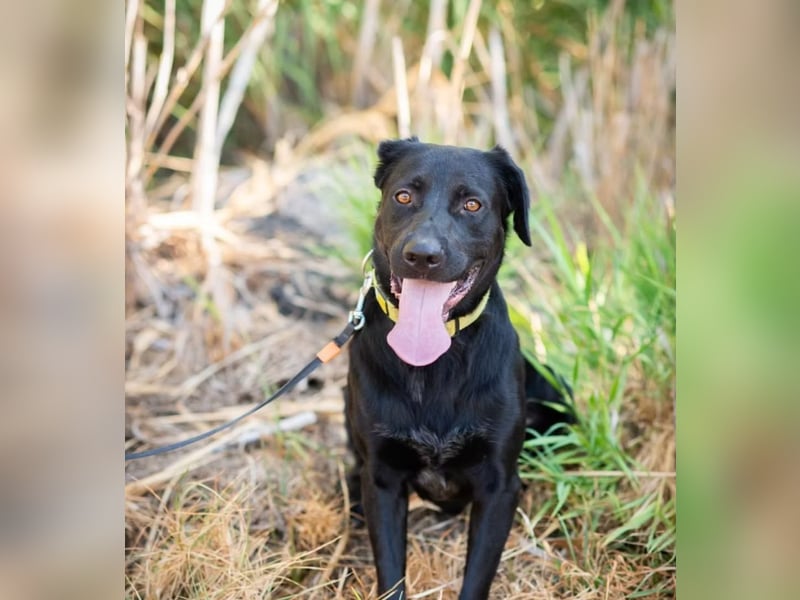 JERRY - Ein sensibler Seelenhund auf der Suche nach Sicherheit und Liebe