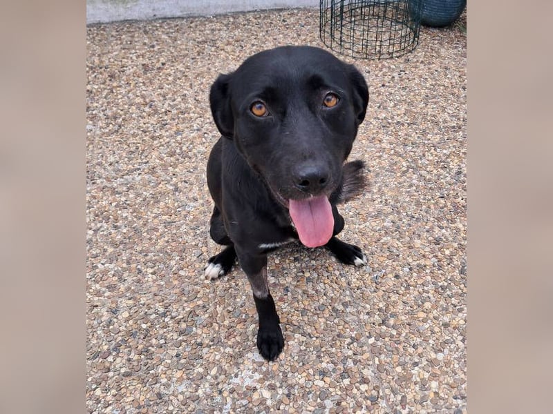 Chico, Labrador Mischling