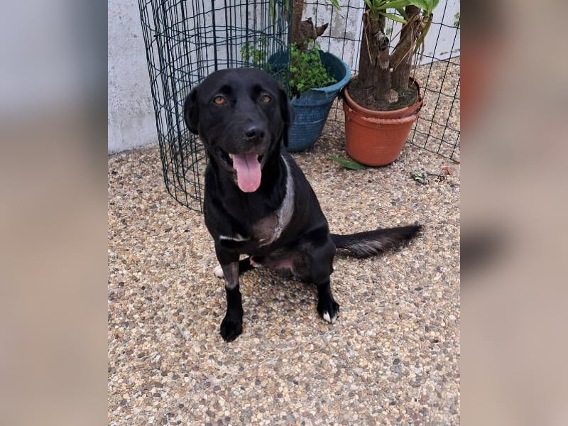 Chico, Labrador Mischling