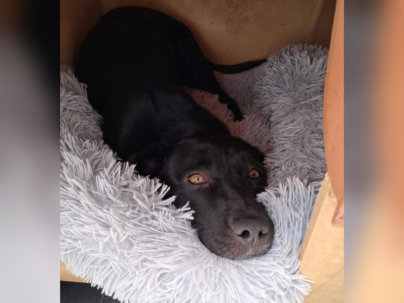 Chico, Labrador Mischling
