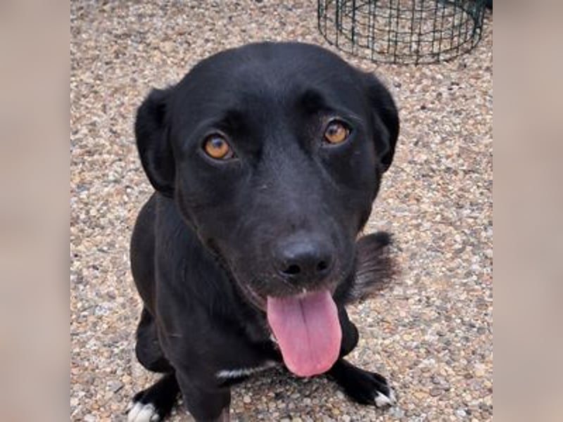 Chico, Labrador Mischling