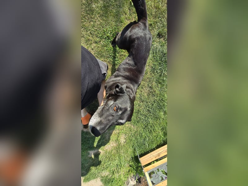 NOTFALL! SUMO ca. 10 J. lebenslustiger Labbimix-OPA sucht