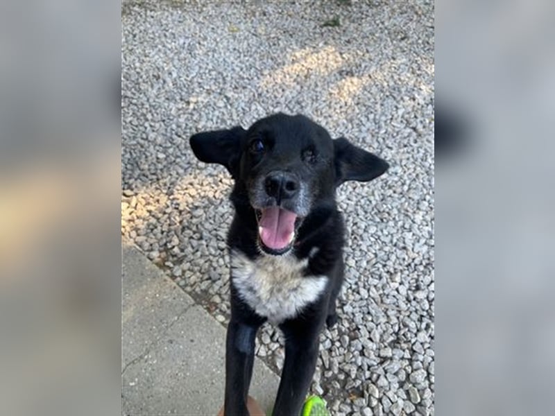 Besondere Adoption! BOOBY sucht Geborgenheit....