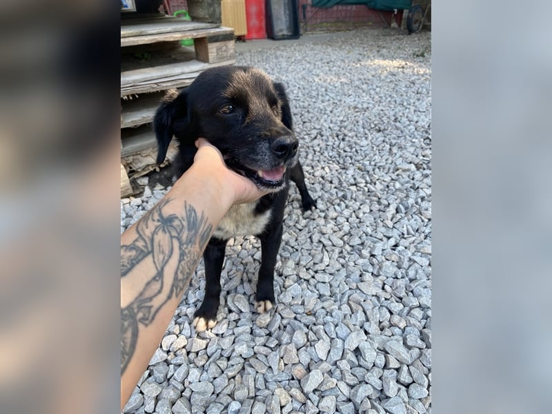 Besondere Adoption! BOOBY sucht Geborgenheit....