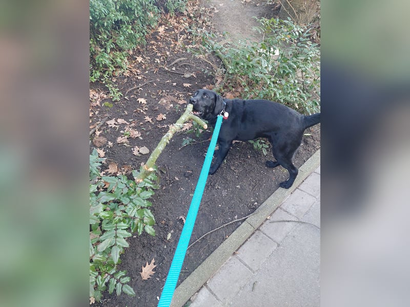 9 Monate alten Labrador