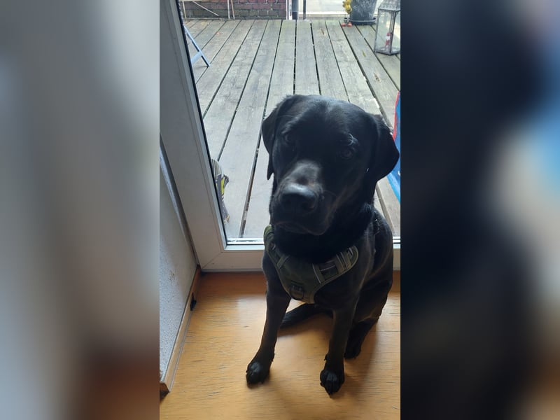 9 Monate alten Labrador