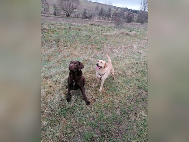 Labradorwelpen reinrassig vom Dorf mit tollem Starterpaket