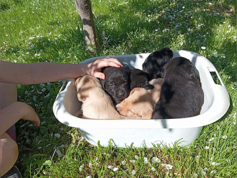 Labradorwelpen reinrassig vom Dorf mit tollem Starterpaket