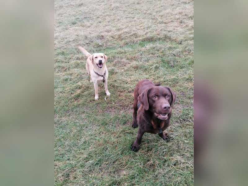 Labradorwelpen reinrassig vom Dorf mit tollem Starterpaket