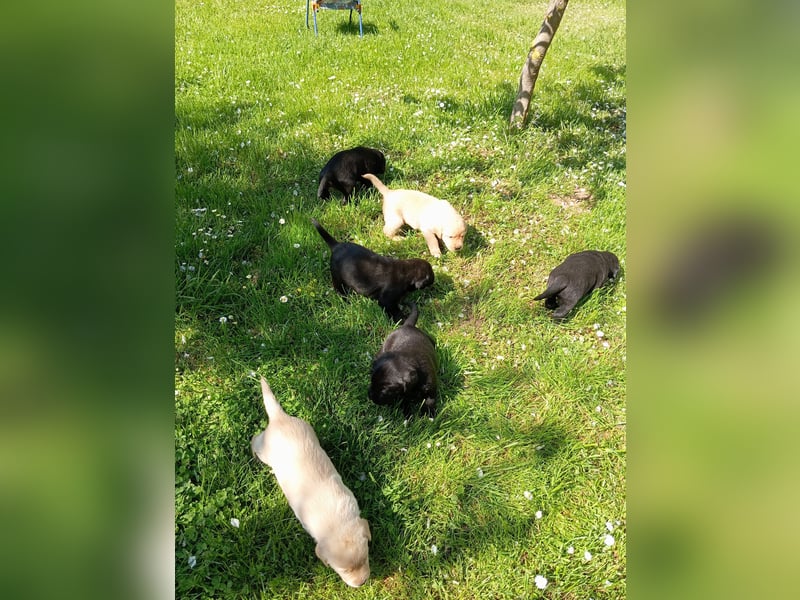 Labradorwelpen reinrassig vom Dorf mit tollem Starterpaket