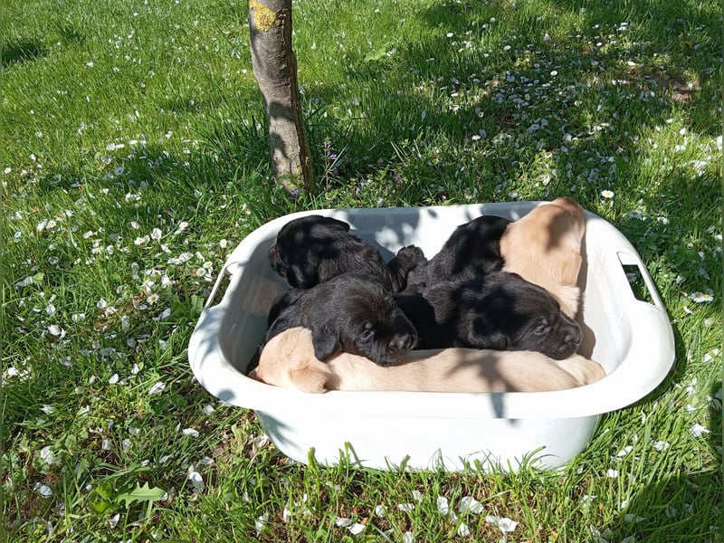 Labradorwelpen reinrassig vom Dorf mit tollem Starterpaket