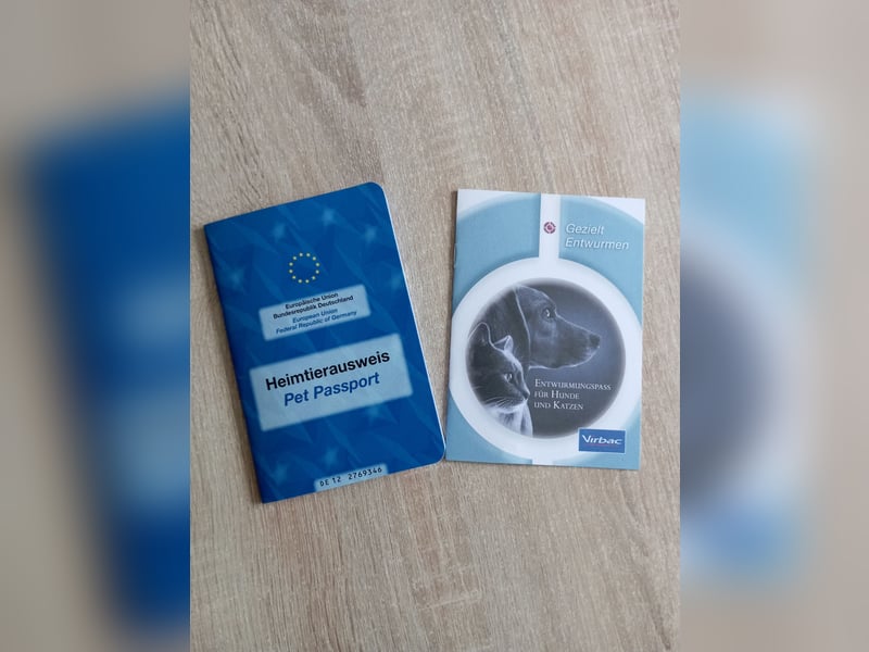 Labradorwelpen reinrassig vom Dorf mit tollem Starterpaket