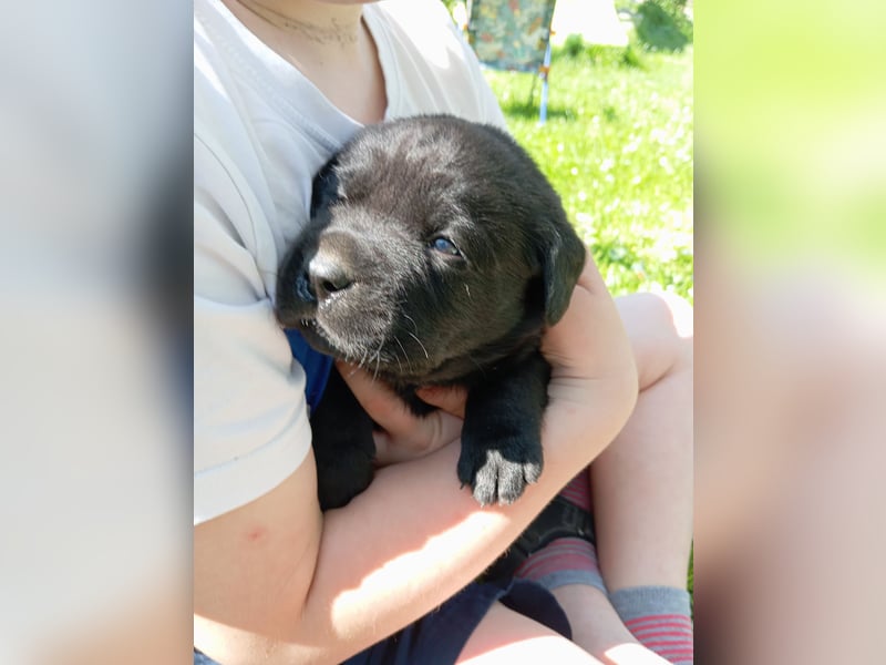 Labradorwelpen reinrassig vom Dorf mit tollem Starterpaket