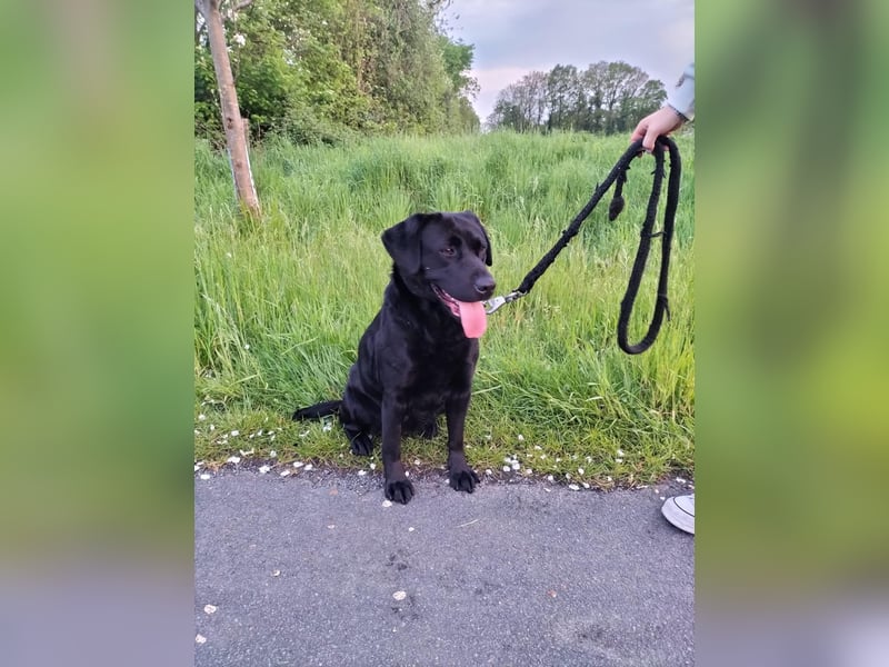 Tolle Labrador Welpen
