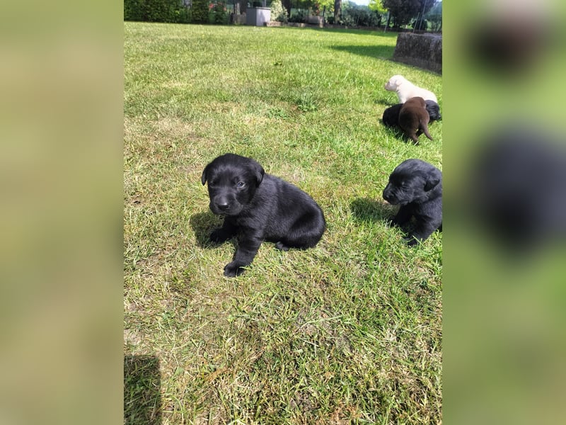Tolle Labrador Welpen