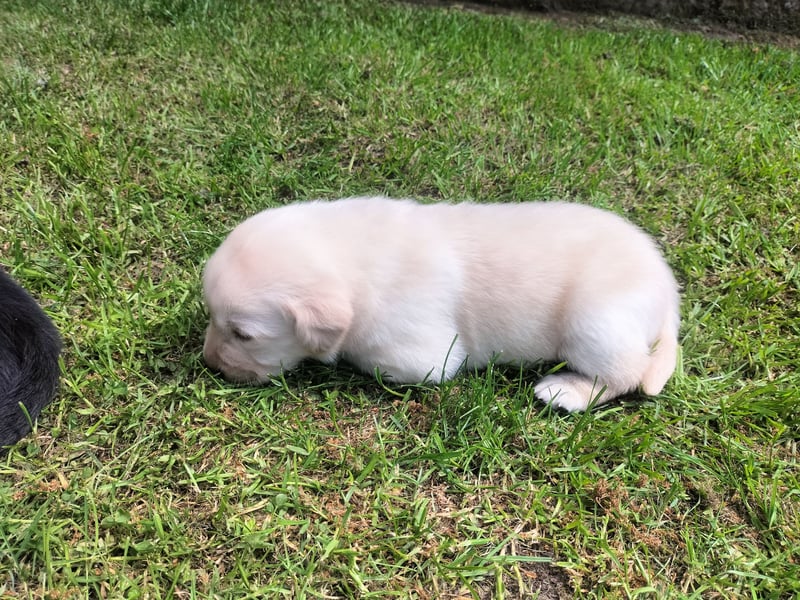 Tolle Labrador Welpen