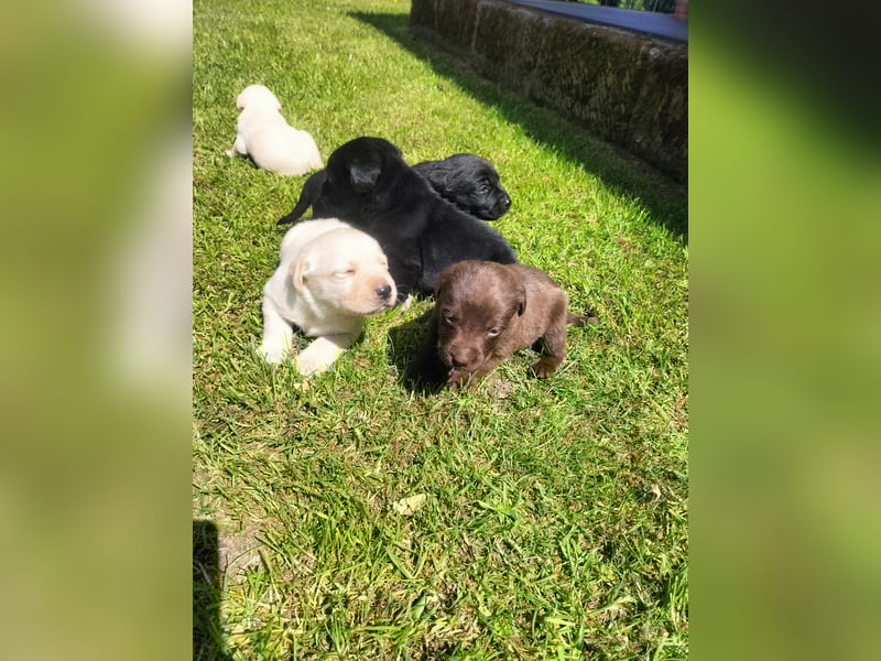 Tolle Labrador Welpen