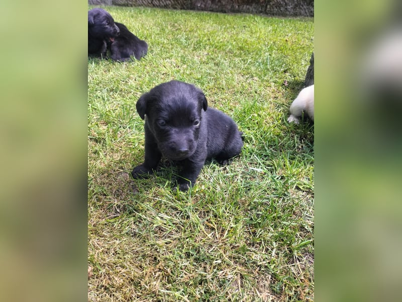 Tolle Labrador Welpen