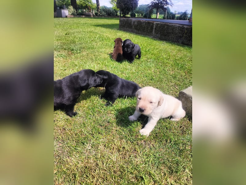Tolle Labrador Welpen
