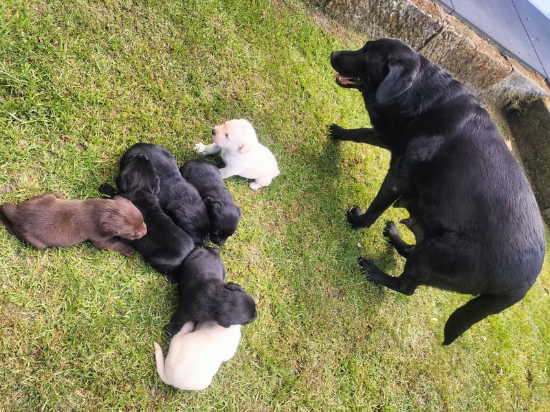 Tolle Labrador Welpen