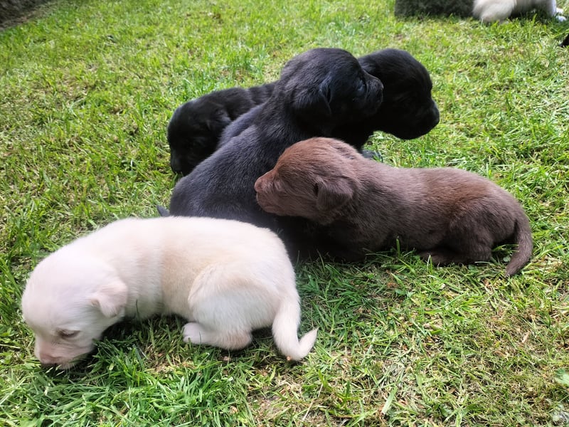 Tolle Labrador Welpen