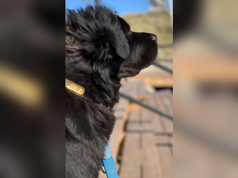 Sherlock sucht DRINGEND neues Zuhause für immer