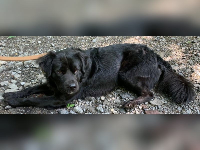 Sherlock sucht DRINGEND neues Zuhause für immer