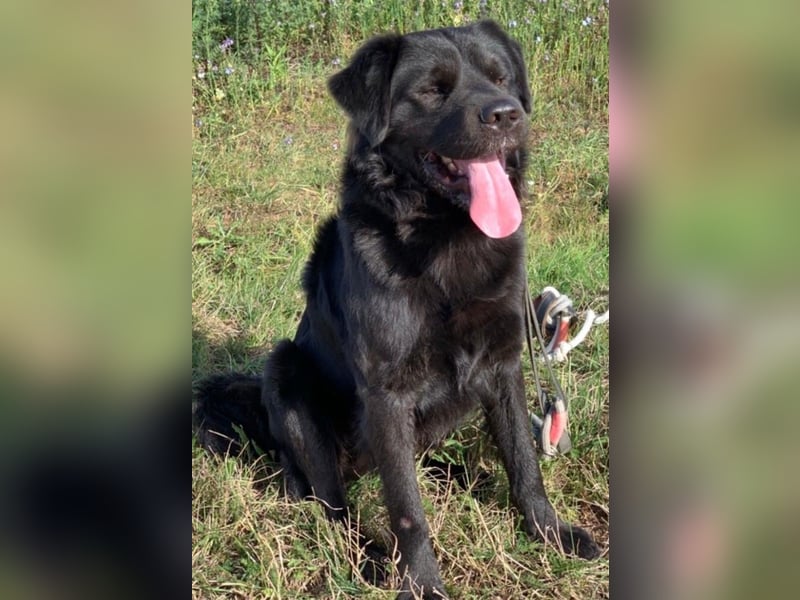 Sherlock sucht DRINGEND neues Zuhause für immer