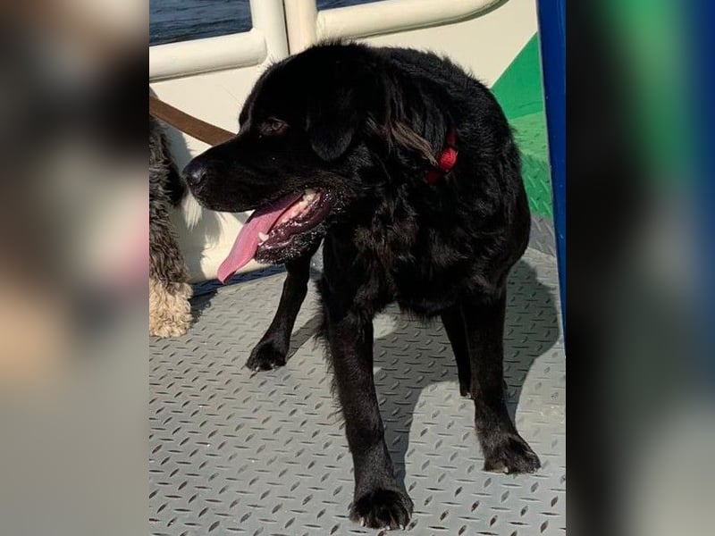Sherlock sucht DRINGEND neues Zuhause für immer