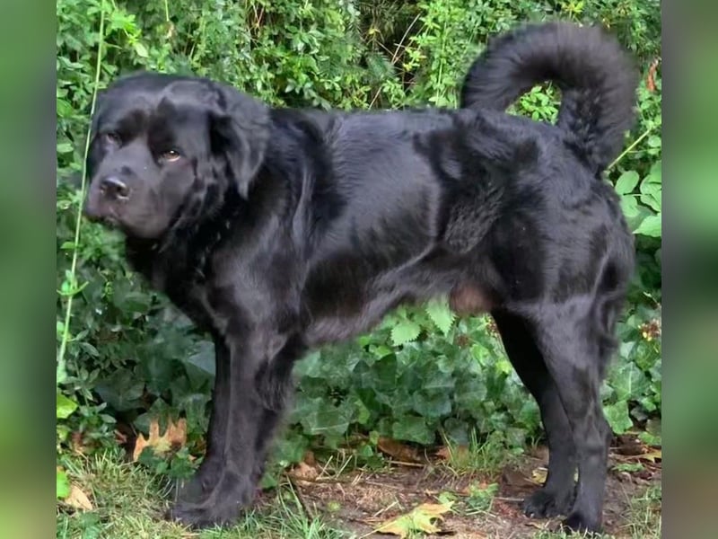 Sherlock sucht DRINGEND neues Zuhause für immer