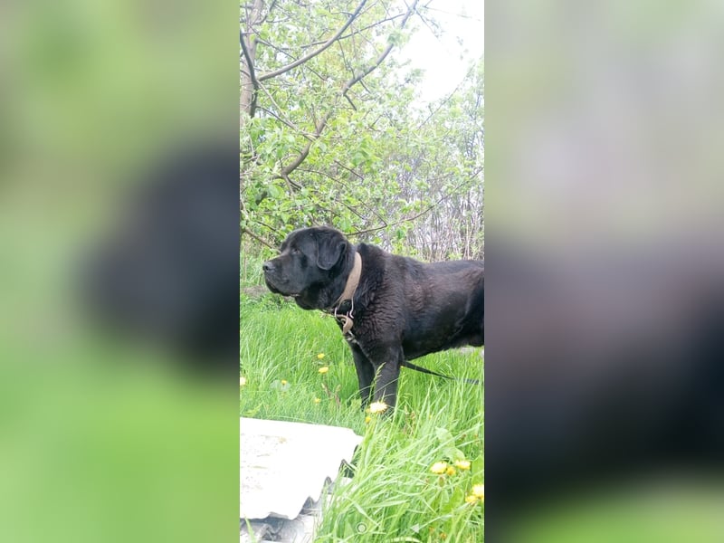 Lawr - der englische Labrador sucht ein echtes Zuhause.