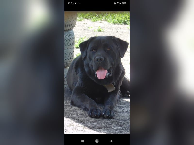 Lawr - der englische Labrador sucht ein echtes Zuhause.