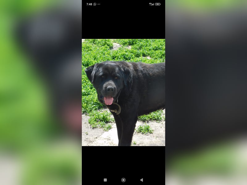 Lawr - der englische Labrador sucht ein echtes Zuhause.