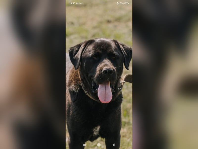 Lawr - der englische Labrador sucht ein echtes Zuhause.
