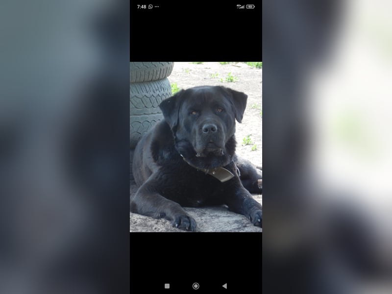 Lawr - der englische Labrador sucht ein echtes Zuhause.