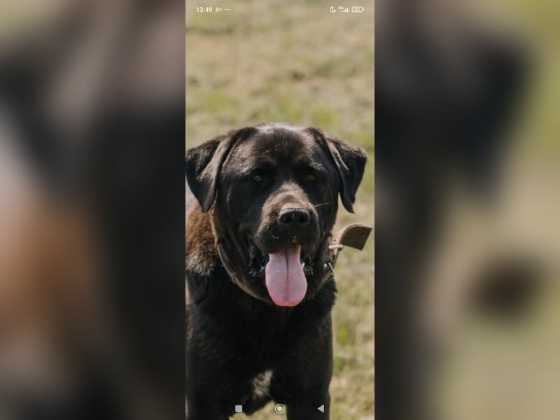Lawr - der englische Labrador sucht ein echtes Zuhause.