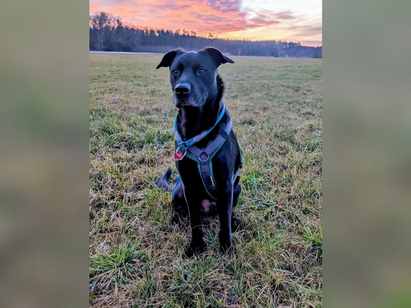 Labrador-Belgischer Schäferhund (Malinois) Mischling Rüde (5 Jahre) sucht ein neues Zuhause