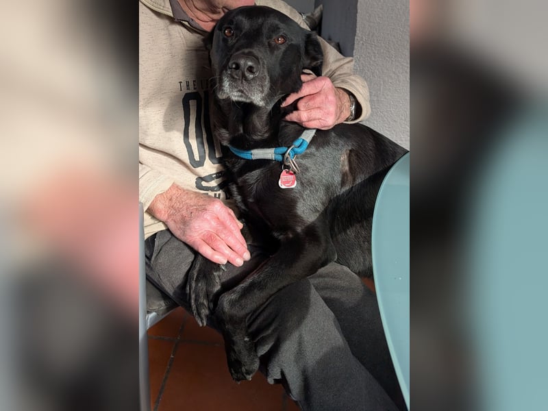 Labrador-Belgischer Schäferhund (Malinois) Mischling Rüde (5 Jahre) sucht ein neues Zuhause