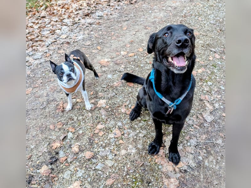 Labrador-Belgischer Schäferhund (Malinois) Mischling Rüde (5 Jahre) sucht ein neues Zuhause