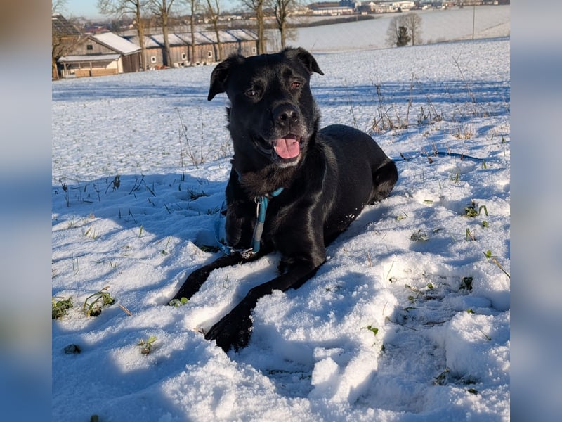 Labrador-Belgischer Schäferhund (Malinois) Mischling Rüde (5 Jahre) sucht ein neues Zuhause