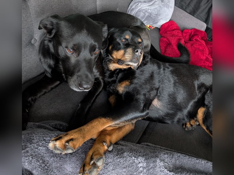 Labrador-Belgischer Schäferhund (Malinois) Mischling Rüde (5 Jahre) sucht ein neues Zuhause
