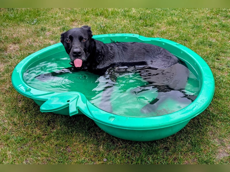 Labrador-Belgischer Schäferhund (Malinois) Mischling Rüde (5 Jahre) sucht ein neues Zuhause
