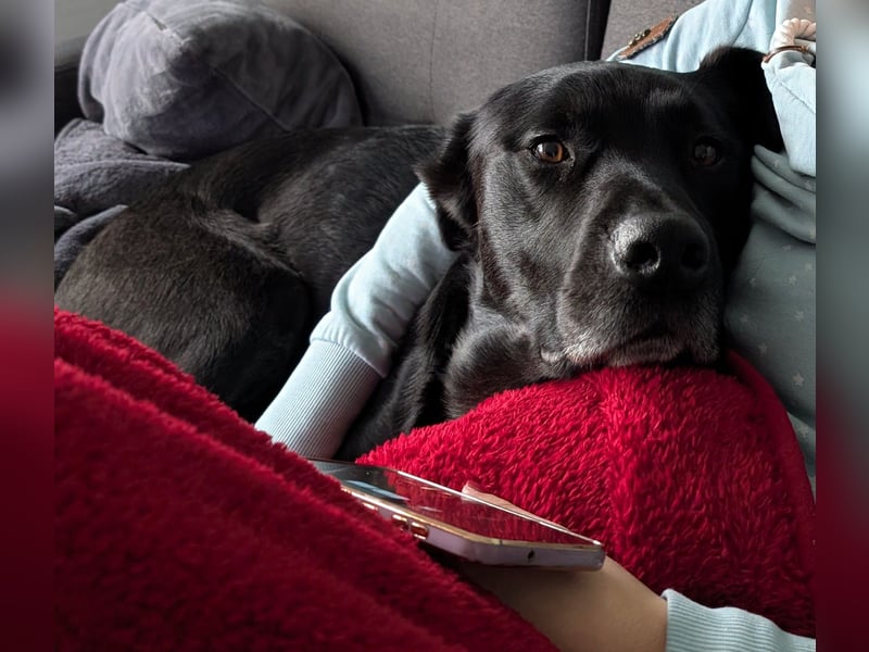 Labrador-Belgischer Schäferhund (Malinois) Mischling Rüde (5 Jahre) sucht ein neues Zuhause