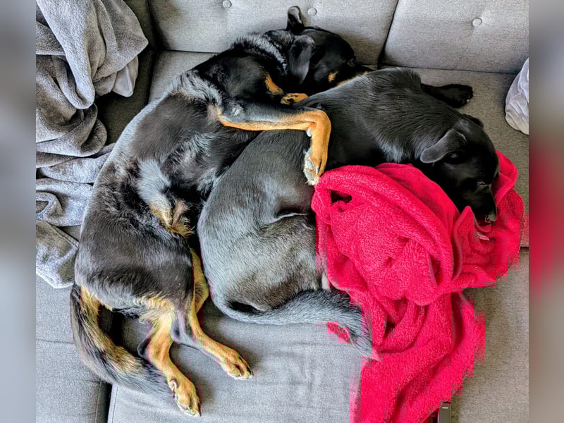 Labrador-Belgischer Schäferhund (Malinois) Mischling Rüde (5 Jahre) sucht ein neues Zuhause