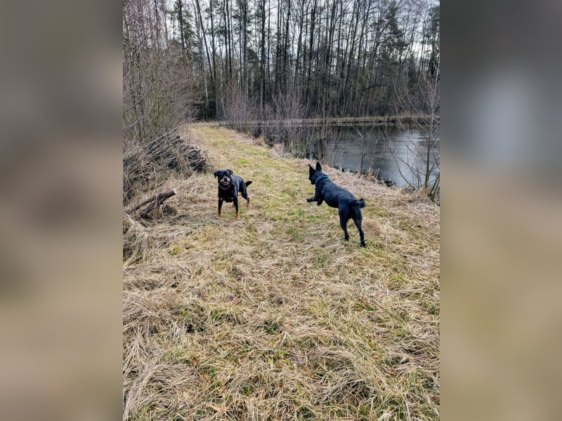 Labrador-Belgischer Schäferhund (Malinois) Mischling Rüde (5 Jahre) sucht ein neues Zuhause