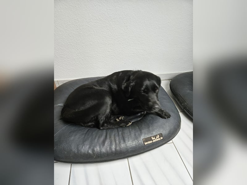 Labrador sucht neues Zuhause