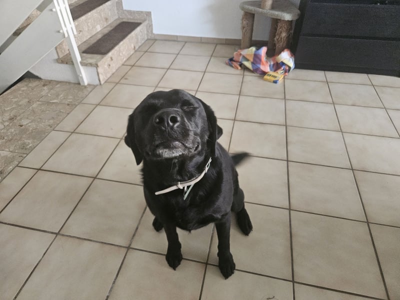Labrador sucht neues Zuhause