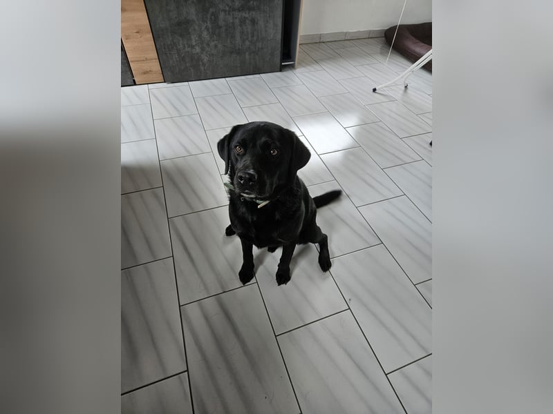 Labrador sucht neues Zuhause